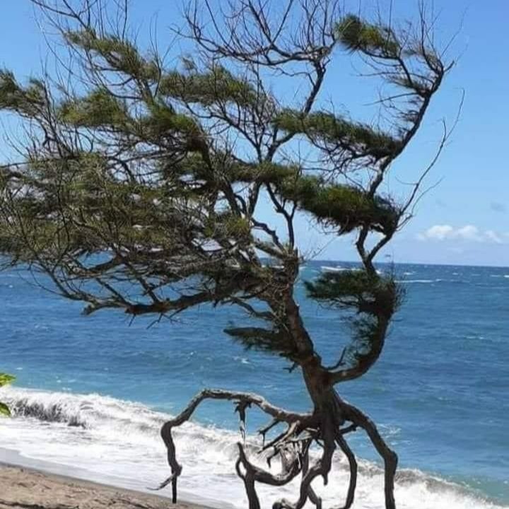 #sundayfunday 

You see a wind pruned tree on an eroded beach, I see a young ENT dashing happily into the surf. 😂

#hiltonheadohio #parttimelocal